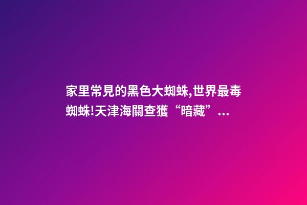 家里常見的黑色大蜘蛛,世界最毒蜘蛛!天津海關查獲“暗藏”黑寡婦的貨物-第1張-觀點-玄機派