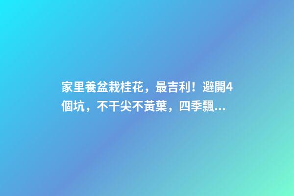 家里養盆栽桂花，最吉利！避開4個坑，不干尖不黃葉，四季飄香