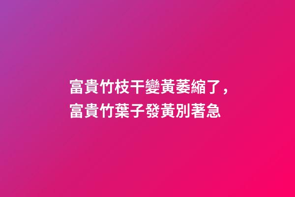 富貴竹枝干變黃萎縮了，富貴竹葉子發黃別著急