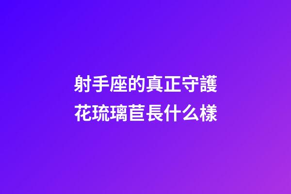 射手座的真正守護花琉璃苣長什么樣