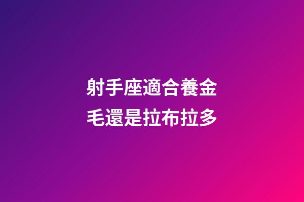 射手座適合養金毛還是拉布拉多-第1張-星座運勢-玄機派