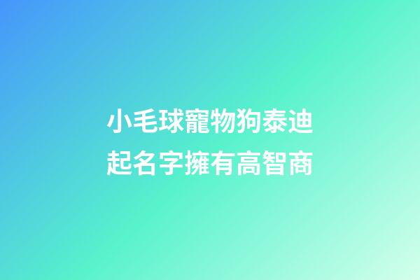 小毛球寵物狗泰迪起名字擁有高智商