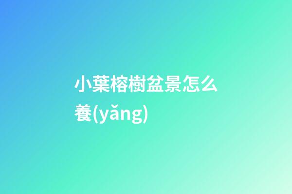 小葉榕樹盆景怎么養(yǎng)