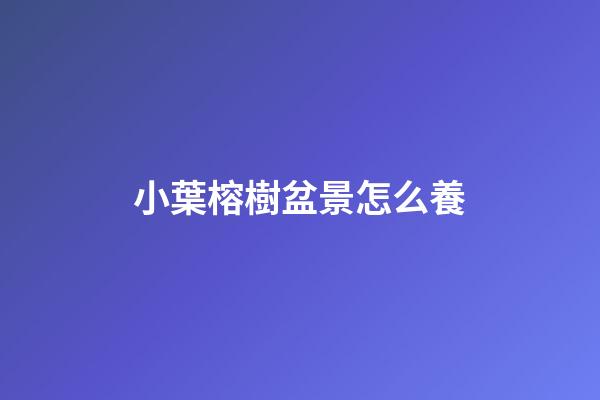 小葉榕樹盆景怎么養