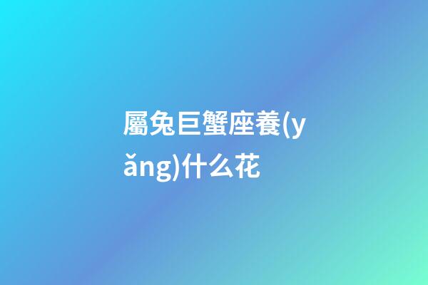 屬兔巨蟹座養(yǎng)什么花