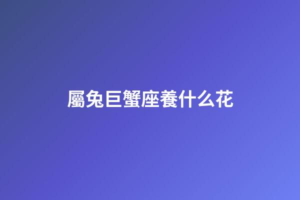 屬兔巨蟹座養什么花-第1張-星座運勢-玄機派
