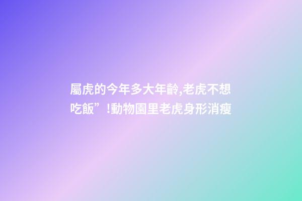 屬虎的今年多大年齡,老虎不想吃飯”!動物園里老虎身形消瘦-第1張-觀點-玄機派