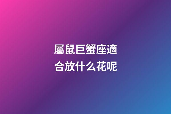 屬鼠巨蟹座適合放什么花呢