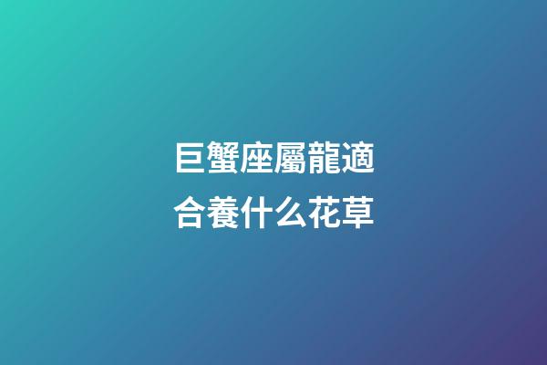 巨蟹座屬龍適合養什么花草-第1張-星座運勢-玄機派