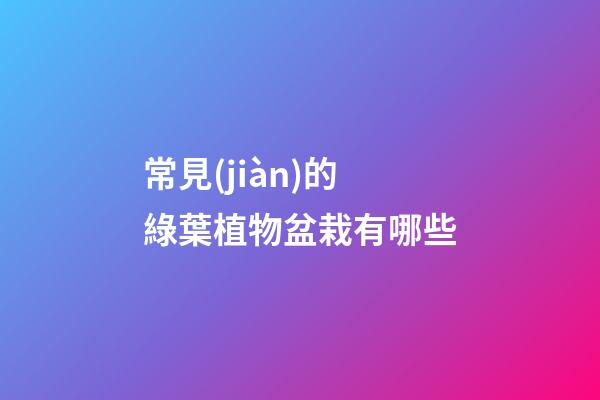 常見(jiàn)的綠葉植物盆栽有哪些