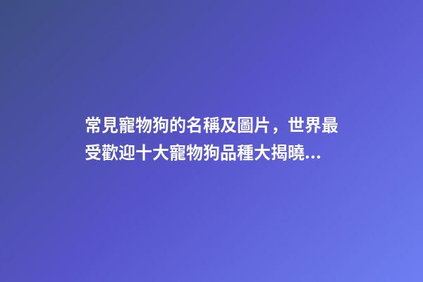 常見寵物狗的名稱及圖片，世界最受歡迎十大寵物狗品種大揭曉!-第1張-觀點-玄機派