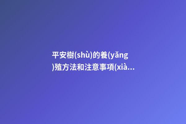 平安樹(shù)的養(yǎng)殖方法和注意事項(xiàng)