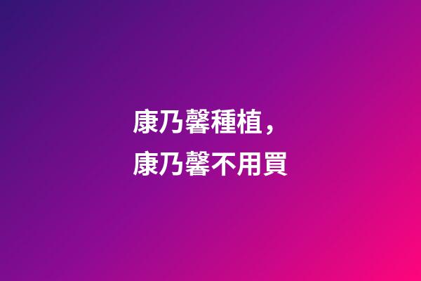 康乃馨種植，康乃馨不用買-第1張-觀點-玄機派