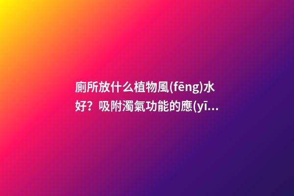 廁所放什么植物風(fēng)水好？吸附濁氣功能的應(yīng)當(dāng)首選