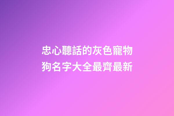 忠心聽話的灰色寵物狗名字大全最齊最新