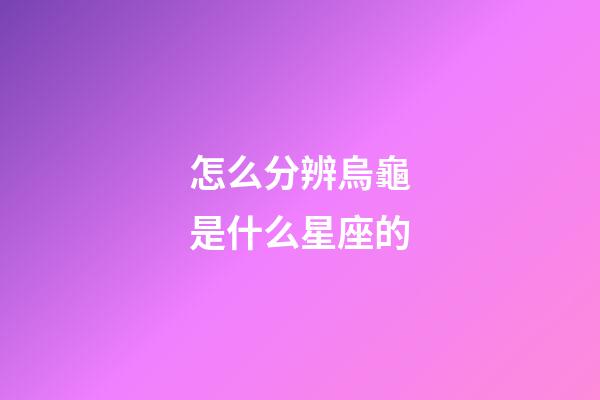 怎么分辨烏龜是什么星座的