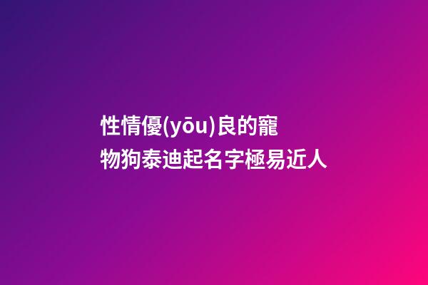 性情優(yōu)良的寵物狗泰迪起名字極易近人