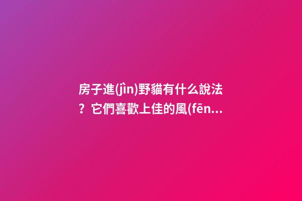房子進(jìn)野貓有什么說法？它們喜歡上佳的風(fēng)水住宅