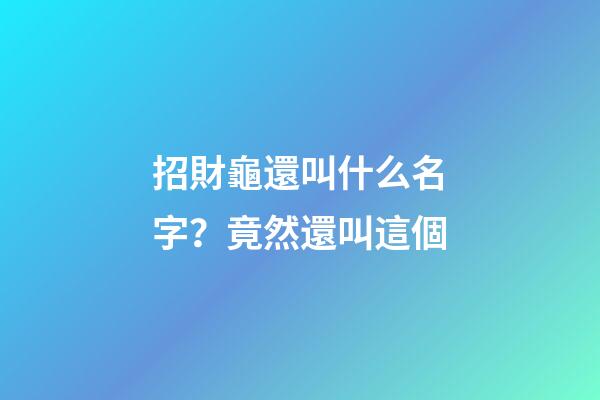 招財龜還叫什么名字？竟然還叫這個