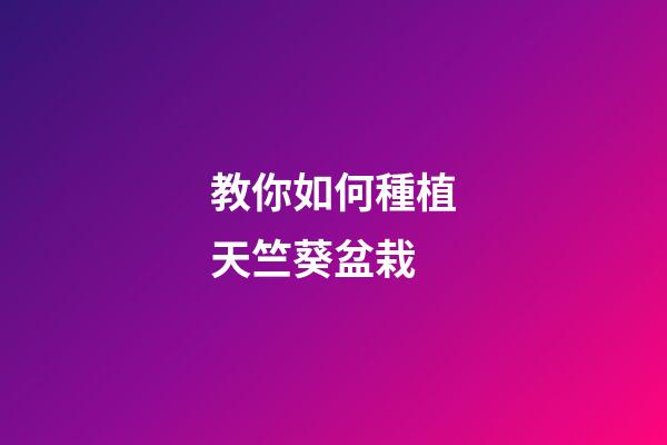教你如何種植天竺葵盆栽