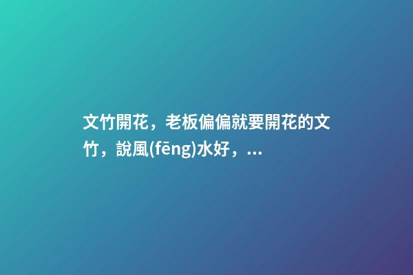 文竹開花，老板偏偏就要開花的文竹，說風(fēng)水好，植物與風(fēng)水講究多