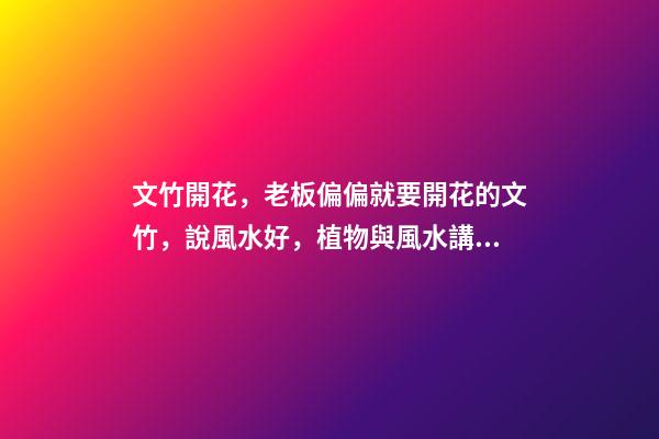 文竹開花，老板偏偏就要開花的文竹，說風水好，植物與風水講究多