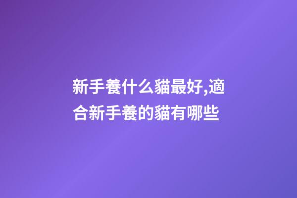新手養什么貓最好,適合新手養的貓有哪些-第1張-觀點-玄機派