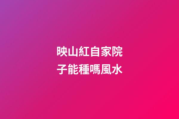 映山紅自家院子能種嗎風水