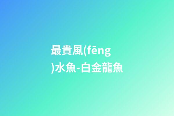 最貴風(fēng)水魚-白金龍魚