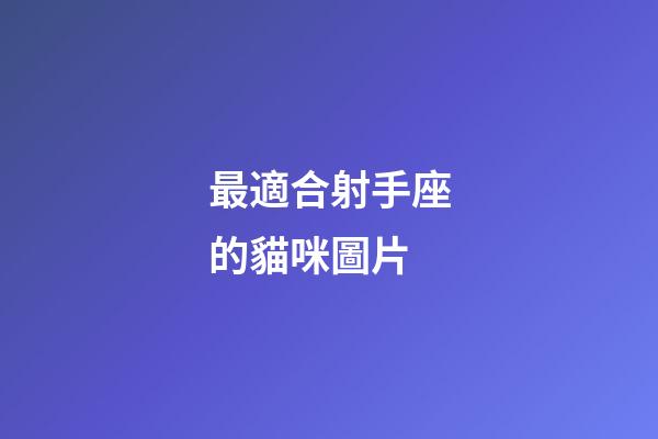 最適合射手座的貓咪圖片-第1張-星座運勢-玄機派