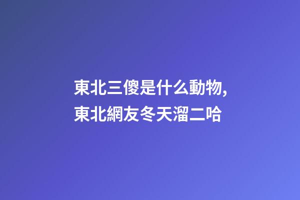 東北三傻是什么動物,東北網友冬天溜二哈-第1張-觀點-玄機派
