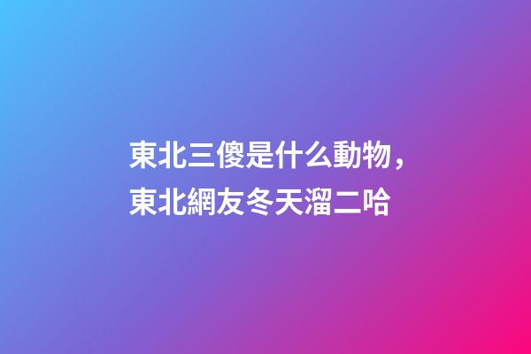 東北三傻是什么動物，東北網友冬天溜二哈-第1張-觀點-玄機派