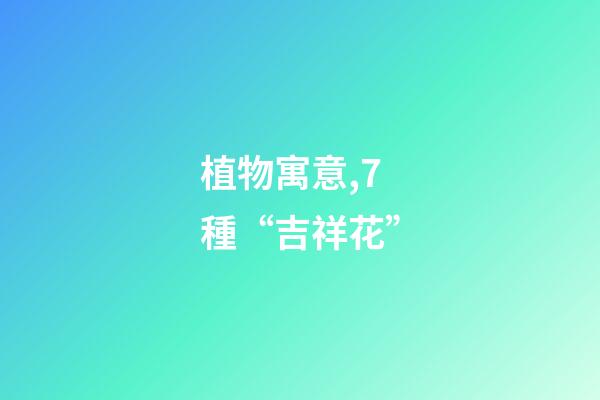 植物寓意,7種“吉祥花”-第1張-觀點-玄機派