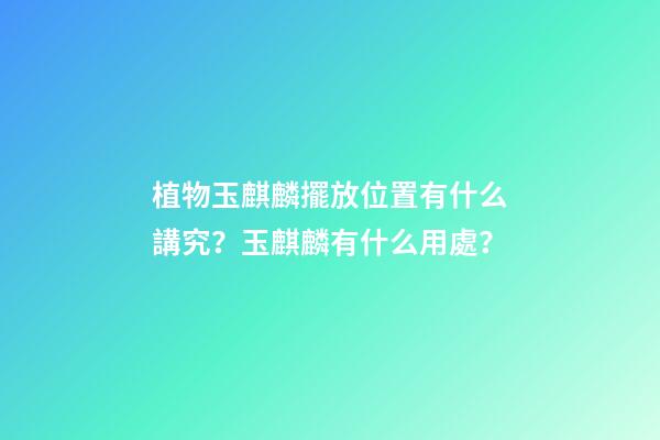 植物玉麒麟擺放位置有什么講究？玉麒麟有什么用處？