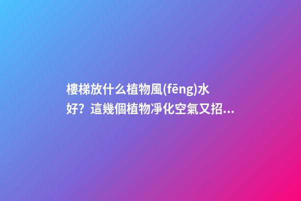 樓梯放什么植物風(fēng)水好？這幾個植物凈化空氣又招財(cái)！！