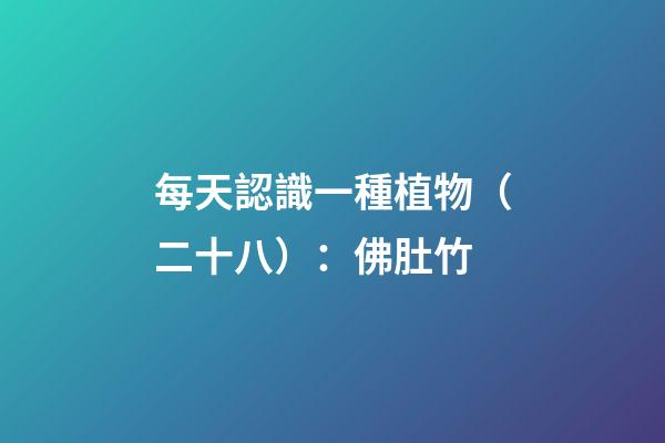 每天認識一種植物（二十八）：佛肚竹