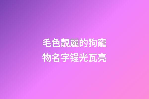 毛色靚麗的狗寵物名字锃光瓦亮