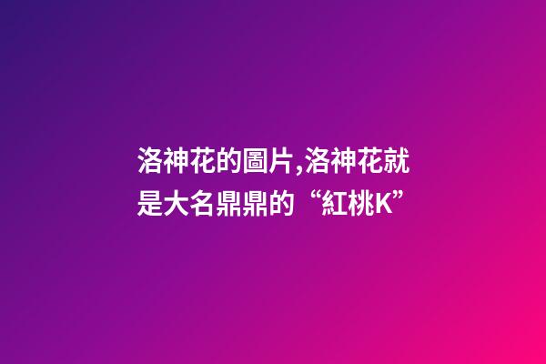 洛神花的圖片,洛神花就是大名鼎鼎的“紅桃K”-第1張-觀點-玄機派