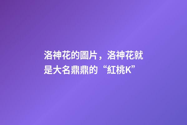 洛神花的圖片，洛神花就是大名鼎鼎的“紅桃K”-第1張-觀點-玄機派