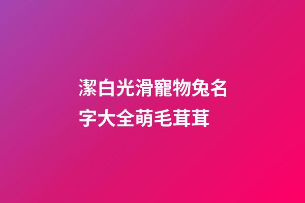 潔白光滑寵物兔名字大全萌毛茸茸