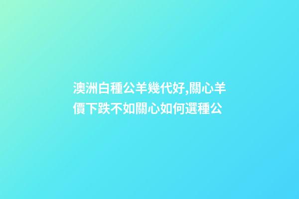 澳洲白種公羊幾代好,關心羊價下跌不如關心如何選種公-第1張-觀點-玄機派