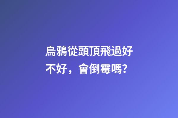 烏鴉從頭頂飛過好不好，會倒霉嗎？