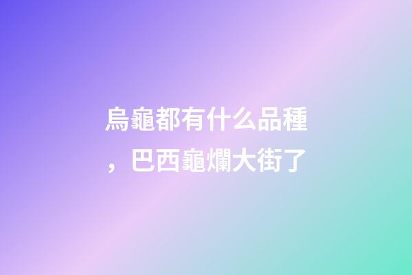 烏龜都有什么品種，巴西龜爛大街了-第1張-觀點-玄機派