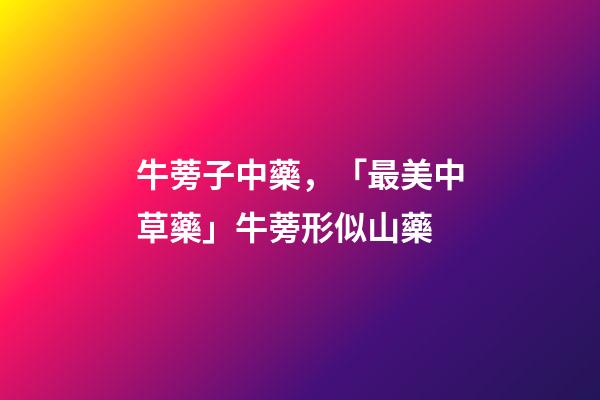 牛蒡子中藥，「最美中草藥」牛蒡形似山藥