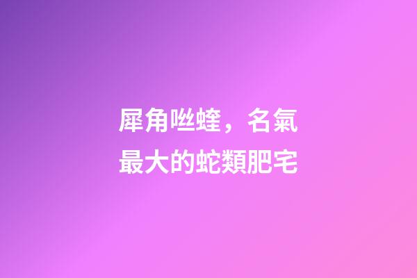 犀角咝蝰，名氣最大的蛇類肥宅-第1張-觀點-玄機派
