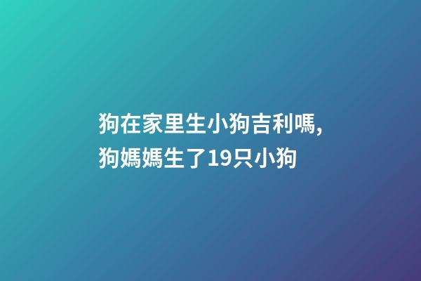 狗在家里生小狗吉利嗎,狗媽媽生了19只小狗-第1張-觀點(diǎn)-玄機(jī)派