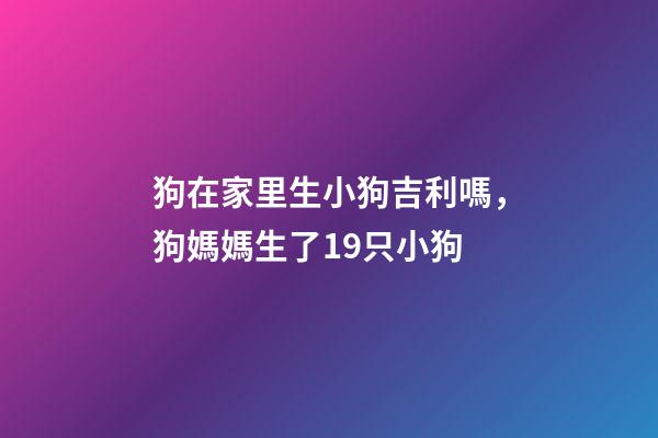 狗在家里生小狗吉利嗎，狗媽媽生了19只小狗-第1張-觀點(diǎn)-玄機(jī)派