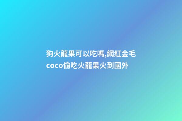 狗火龍果可以吃嗎,網紅金毛coco偷吃火龍果火到國外-第1張-觀點-玄機派