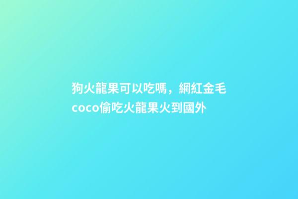 狗火龍果可以吃嗎，網紅金毛coco偷吃火龍果火到國外-第1張-觀點-玄機派