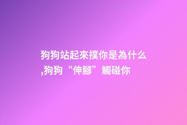 狗狗站起來撲你是為什么,狗狗“伸腳”觸碰你-第1張-觀點-玄機派